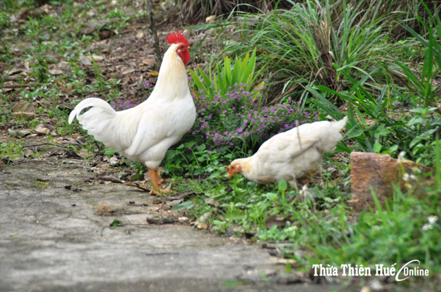 “Huyền tích” ả ổi cờ lỏ