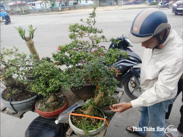 Cây cảnh dạo phố
