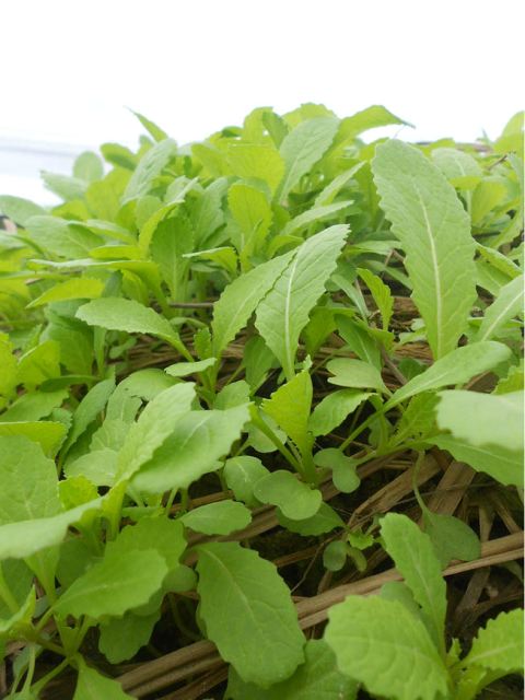 Trước nhà cải đã lên xanh