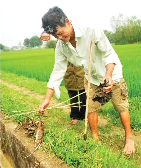 Săn chuột đồng