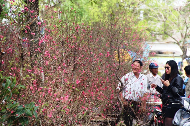 Hoa tết về phố