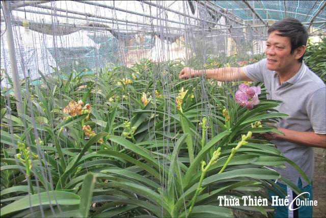 Vườn lan của thầy giáo Hoàng