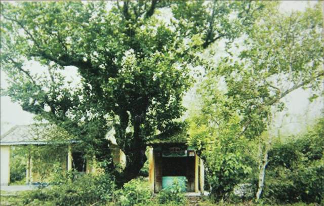 Tổng ủy Diêm Trường ngày ấy