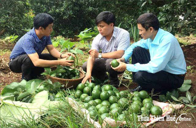 Tính kế tránh nạn được mùa - mất giá