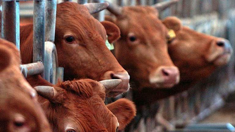 Hàn Quốc Xuất hiện bệnh lở mồm long móng tại trang trại bò sữa