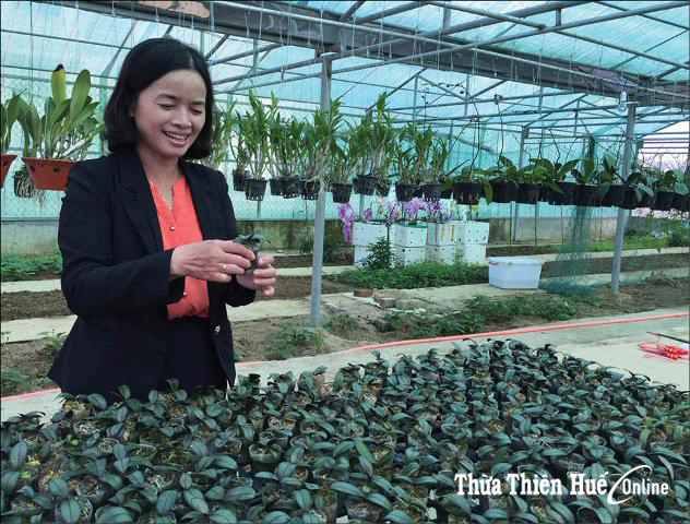 Nhân giống lan bằng công nghệ nuôi cấy mô tế bào