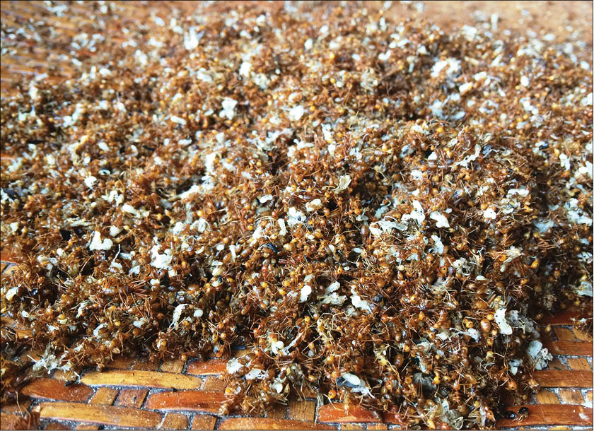 Muối kiến - đặc sản vùng cao