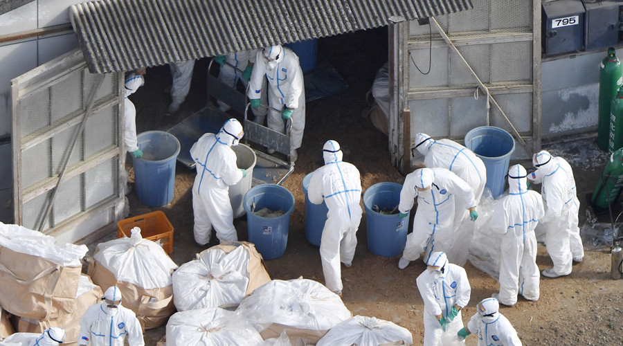 TQ đối mặt dịch cúm gia cầm lớn nhất 100 năm qua