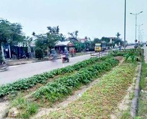 Khi dải phân cách “biến” thành vườn rau