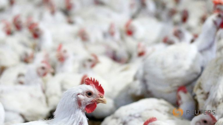 Thị trường gia cầm toàn cầu thiếu hụt 700 000 tấn năm do dịch cúm