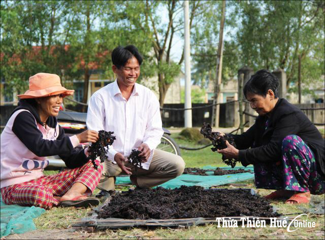 Rong mứt  sinh mệnh