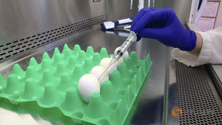 Mỹ xác nhận cúm gia cầm ở bang Tennessee