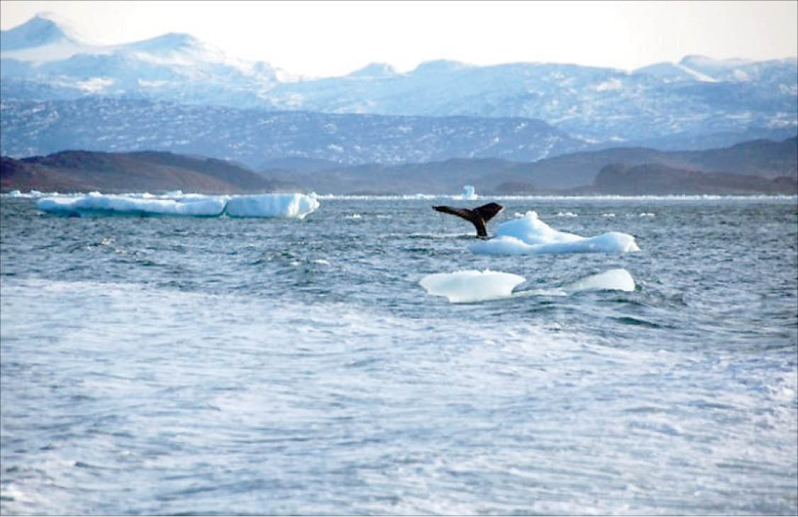 Sự nóng lên có thể phá huỷ 4 5 đại dương thế giới vào năm 2050