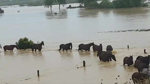 Bão lớn gây lũ lụt ở New Zealand