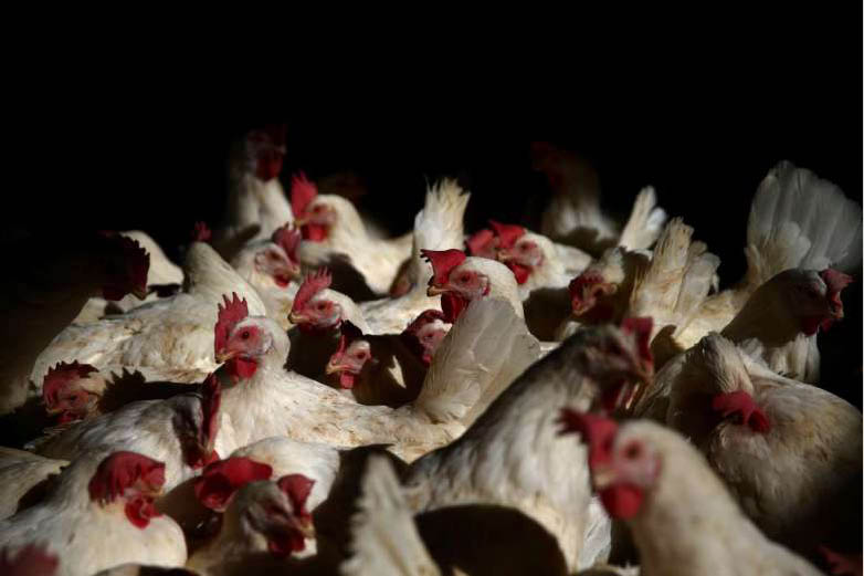 Hàn Quốc bỏ thuế nhập khẩu thịt gà