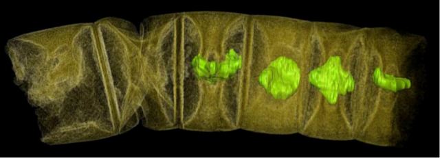 Tìm thấy hoá thạch 1,6 tỷ năm tuổi ở Ấn Độ