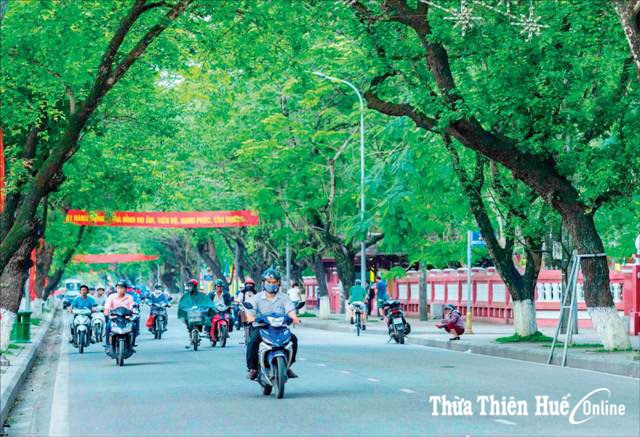 Thi công dự án cải thiện môi trường nước TP Huế Người dân lo cho “sức khỏe” của cây