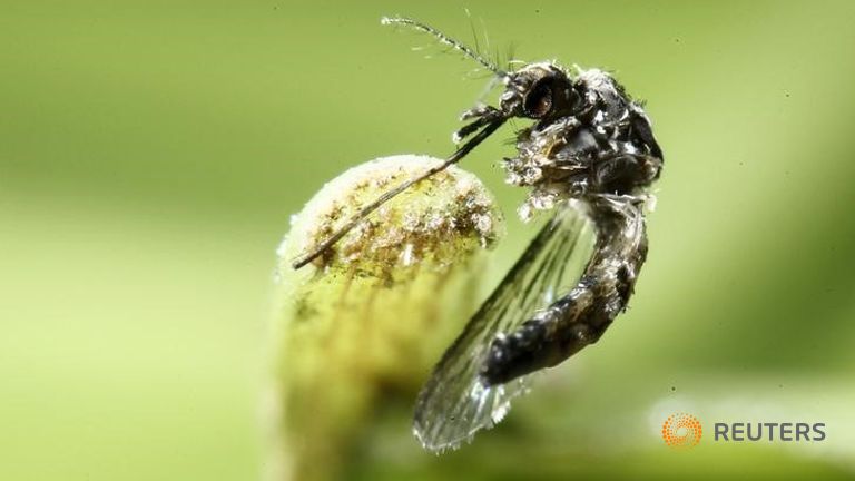 Mỹ đưa vắc xin Zika vào giai đoạn thử nghiệm thứ hai