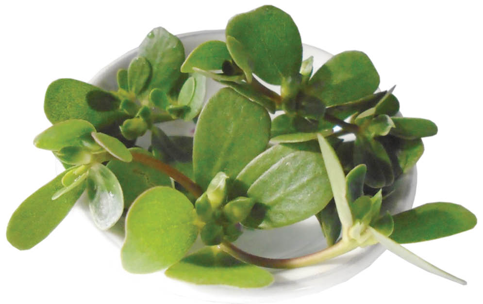 Chân chất rau sam