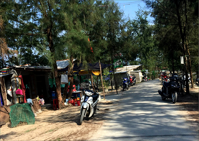 Cần trả lại hiện trạng cho rừng phòng hộ biển Hải Dương