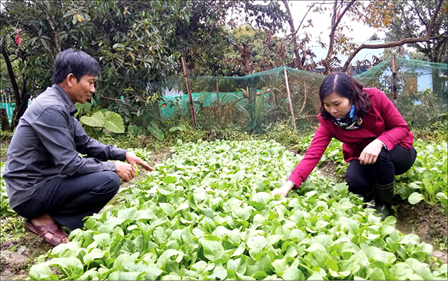 Đa dạng phương cách giảm nghèo