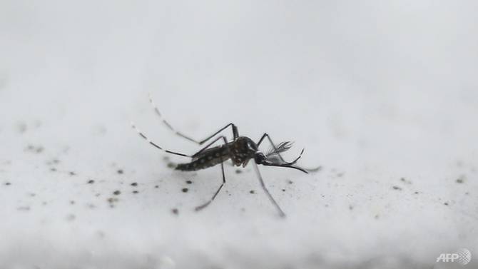 Brazil chấm dứt tình trạng khẩn cấp đối với Zika