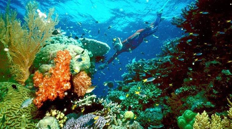 UNESCO Australia cần hành động tích cực hơn để bảo tồn rạn san hô