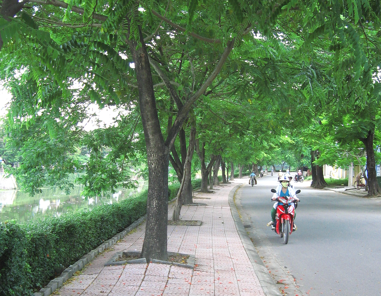 The origin of Flying Flamboyant Street has been traced