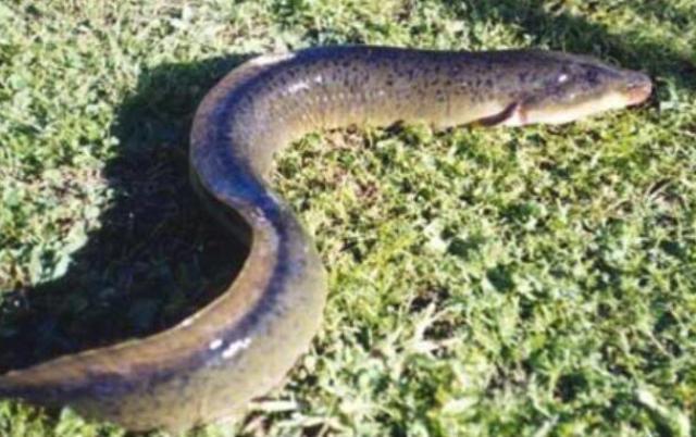 6 người ngộ độc do ăn cá chình biển ở Quảng Ngãi gửi về