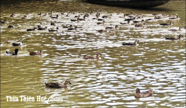 Ra rú cát nuôi vịt trời