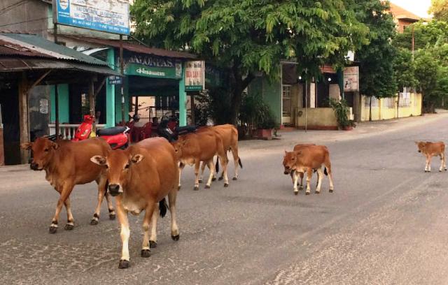 Đánh chi bò, phạt chủ