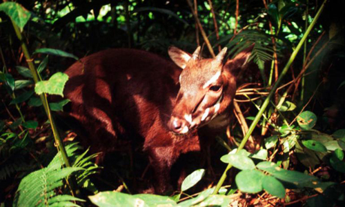 Breeding the saola in Bach Ma National Park