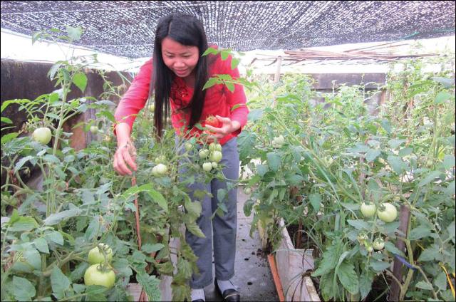 Vườn sinh thái trên sân thượng