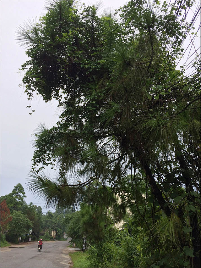 Những cây thông ở đường Lê Ngô Cát