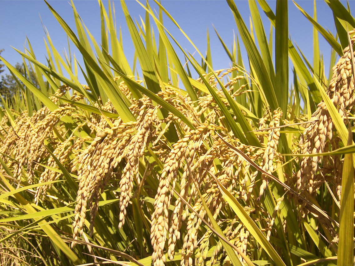 Phát thải CO2 tăng gây rủi ro thiếu hụt protein cho hàng triệu người