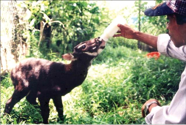 Bach Ma National Park The first saola breeding center