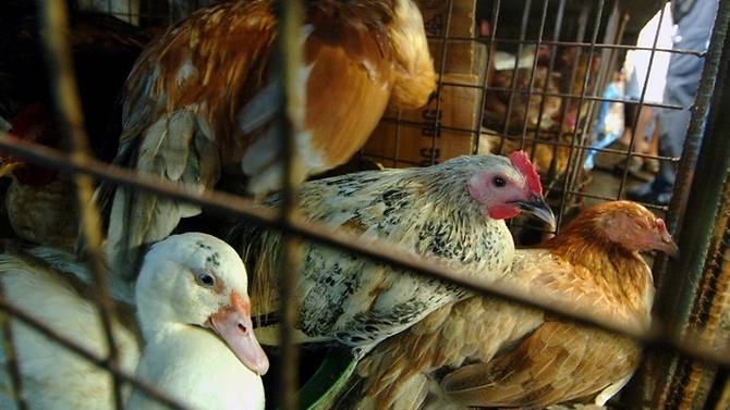 Philippines tiêu hủy 400 000 gia cầm trong đợt cúm gia cầm đầu tiên
