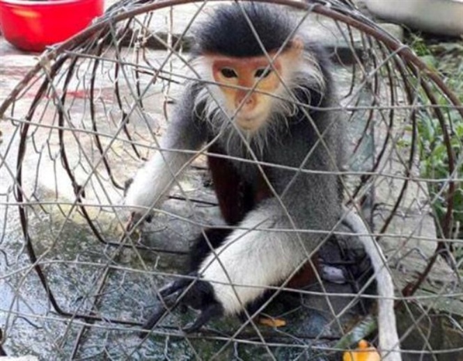 The rare red-shanked douc strays into a local house