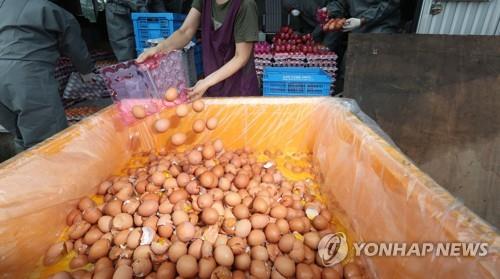 Phát hiện thêm nhiều trứng gia cầm bị nhiễm thuốc trừ sâu ở Hàn Quốc