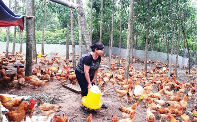 Hợp sức làm ăn