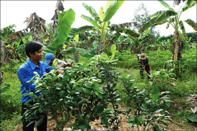Thủ lĩnh đoàn làm kinh tế giỏi