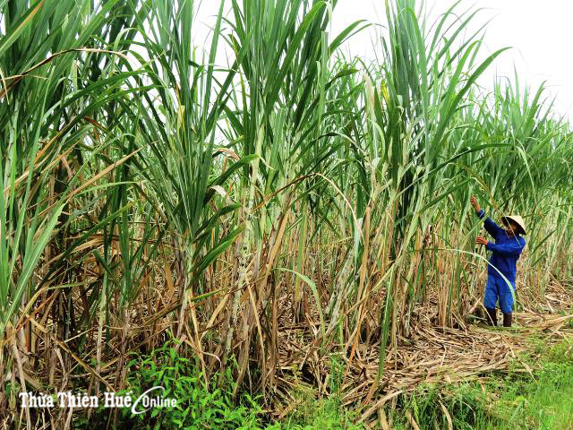 Họ mãi là tấm gương sáng