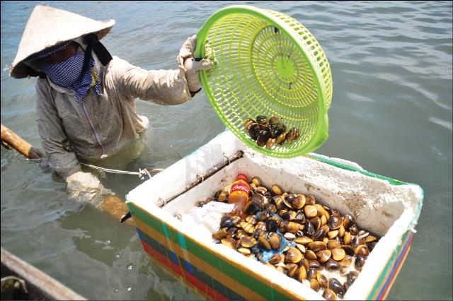 “Móm ơi, về quê dậm hến ”