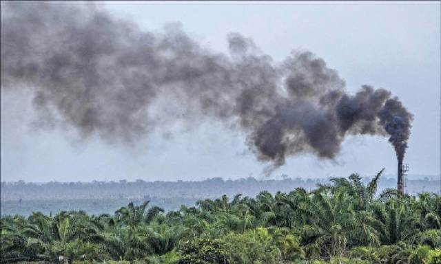 “Vũ khí” giảm phát thải khí nhà kính có thể là… rong biển