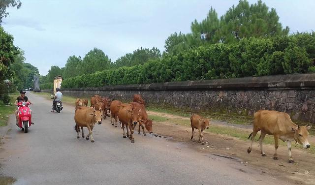 Trại bò ở đường Nam Giao gây ô nhiễm