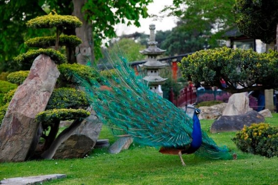 Biến Jardin d Acclimatation thành công viên giải trí hàng đầu Pháp