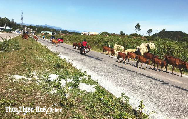 Hạ tầng đường vành đai TP Huế thiếu an toàn