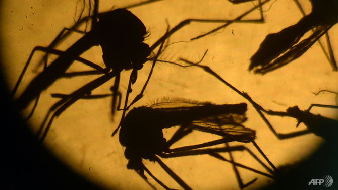 Virus Zika có thể điều trị ung thư não