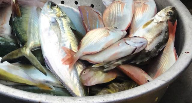 “Cá mụn” mùa trở gió