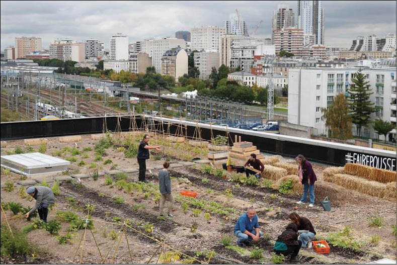Paris Trồng rau, nuôi gà trên sân thượng